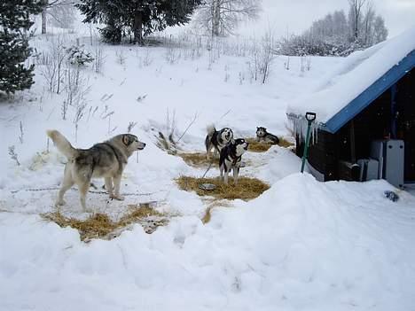 Alaskan malamute Ashanti - Bor vi ikke bare godt billede 16