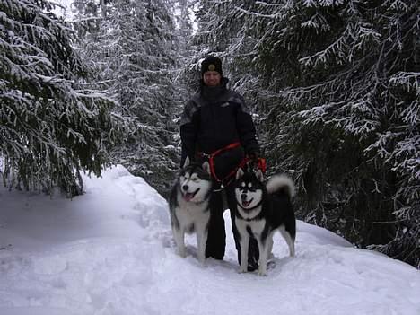 Alaskan malamute Ashanti - Gå tur fuglefjeld sverrige billede 17