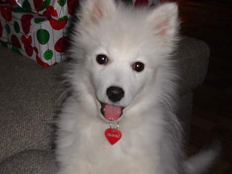 Japansk spids sif billede 6