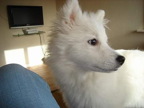 Japansk spids sif billede 7