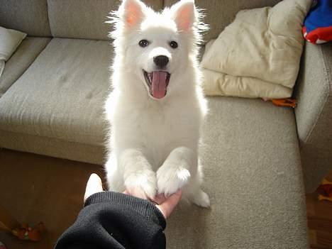 Japansk spids sif billede 8