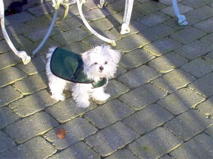 Malteser Donna nu med lille søster - Bastian billede 3