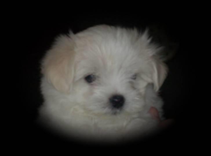 Malteser Donna nu med lille søster - Bastian billede 4