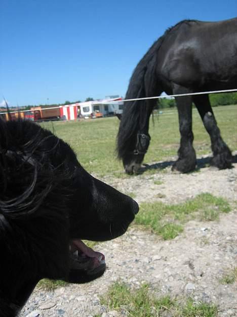 Flat coated retriever Fenris - R.I.P. - Cirkushest. billede 15