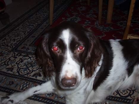 Kleiner münsterländer gina R.I.P :'( - Mm jeg kan ikke lige finde på noget billede 14