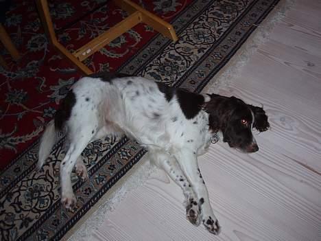 Kleiner münsterländer gina R.I.P :'( - det her er skyndt billede 15