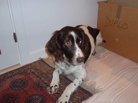 Kleiner münsterländer gina R.I.P :'( - I love jer hunde billede 16