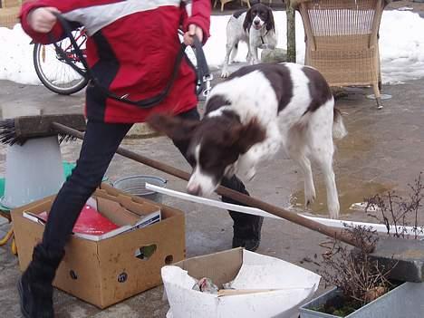 Kleiner münsterländer gina R.I.P :'( - jeg elsker at springe det er karina der springer med mig hun er sød billede 17