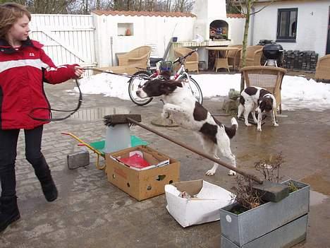 Drentsche patrijshond molly - I love at springe billede 7