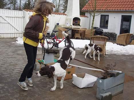 Drentsche patrijshond molly - og her kommer molly på banen billede 8