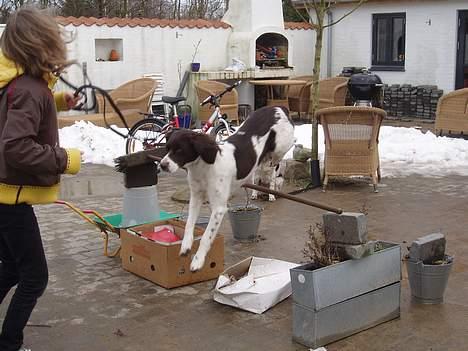 Drentsche patrijshond molly - og her springe jeg så igen billede 10