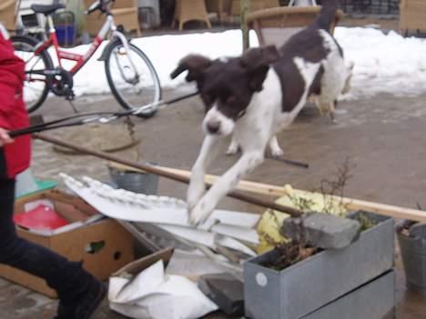 Drentsche patrijshond molly - Mm hun kommer igen billede 11