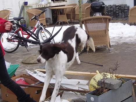 Drentsche patrijshond molly - og det samme billede 12