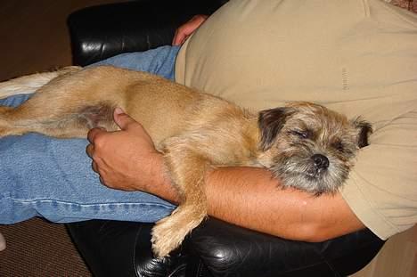 Border terrier Acita - dejligt!!!!!!! billede 11