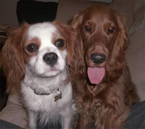 Cocker spaniel Smilla - Mig og min bedste ven og nabo, Mozart. billede 12