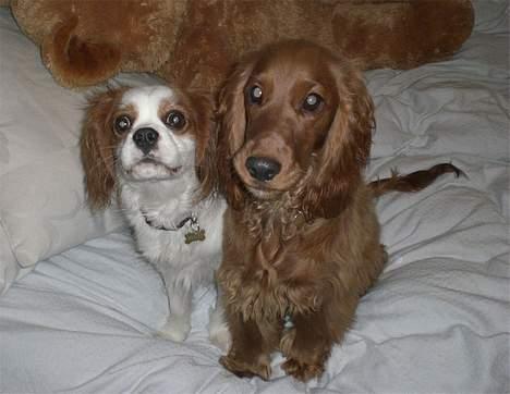 Cocker spaniel Smilla - Mig og Mozart igen - ser vi ik´ søde ud? (Det er vi oss´ :o) billede 13
