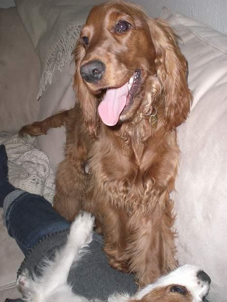 Cocker spaniel Smilla - Smukke Smilla. billede 14