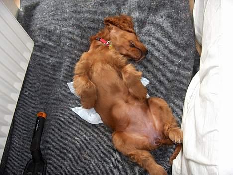 Cocker spaniel Smilla - Aah, hvor jeg putter godt. billede 15