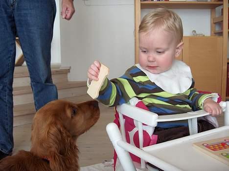 Cocker spaniel Smilla - Fætter Lucas vil gerne dele ALT med mig. billede 17
