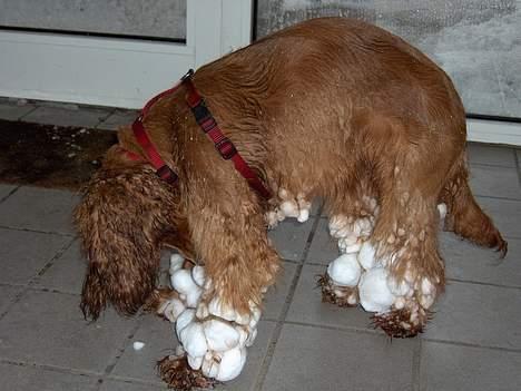 Cocker spaniel Smilla - Sådan ser en Cocker ud i snestorm. billede 18