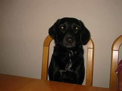 Blanding af racer Bella - Hun elsker at sidde ved siden af mig når vi har spist:) (Bare ikke så tit hun får lov) billede 1