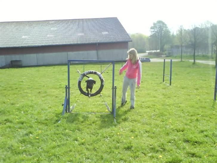 Blanding af racer Bella - Agility... billede 2