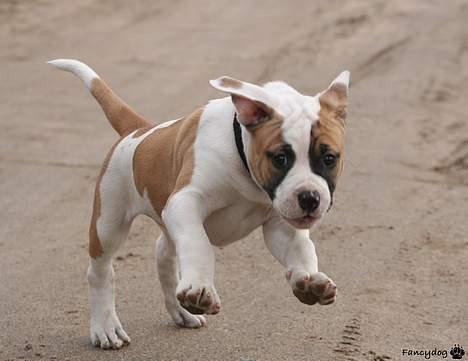 Amerikansk bulldog Cairo (R.I.P) - ja ja.. ikke jage med mig jeg er jo på vej.. billede 9