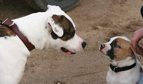 Amerikansk bulldog Cairo (R.I.P) - cairo og nala billede 10