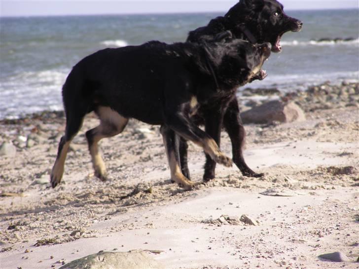 Blanding af racer Ninjo - 230208 billede 14