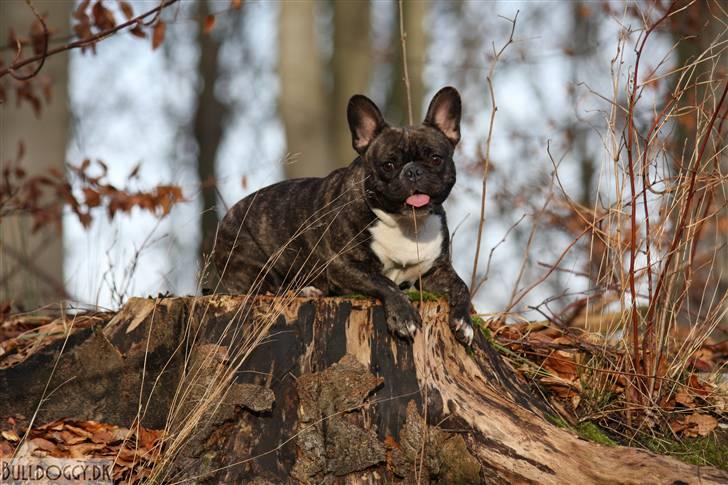 Fransk bulldog Berta - der er så hyggeligt i skoven                       billed taget af alex billede 1