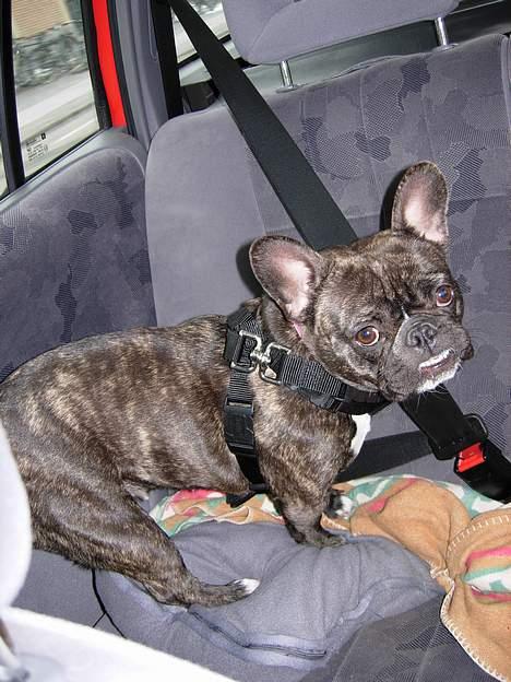 Fransk bulldog Berta - sjovt at kører bil billede 2