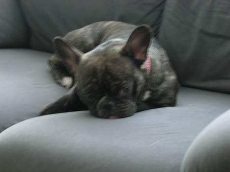 Fransk bulldog Berta - hov ligger her vist igen  billede 3