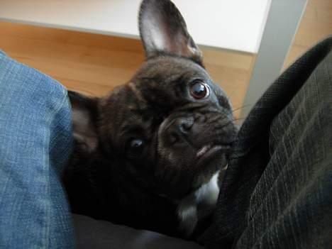 Fransk bulldog Berta - nus mig  !! billede 4