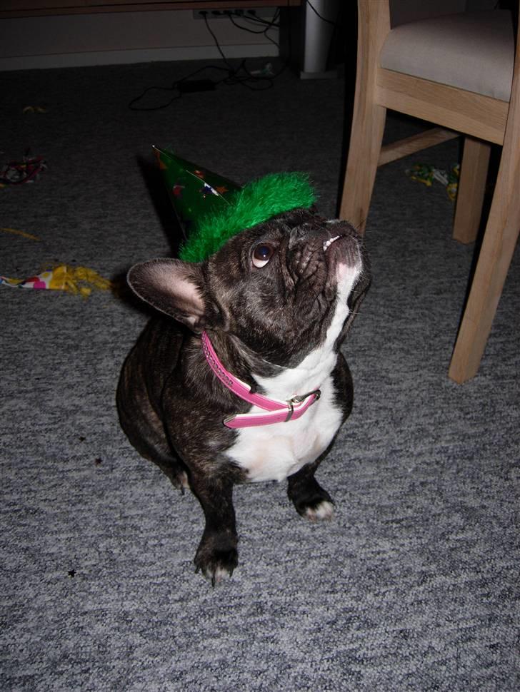 Fransk bulldog Berta - godt nytår  billede 5