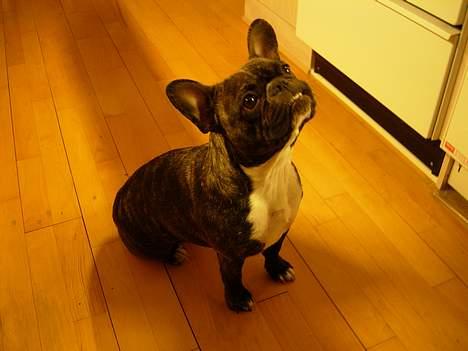 Fransk bulldog Berta - gi mig, gi mig  billede 6