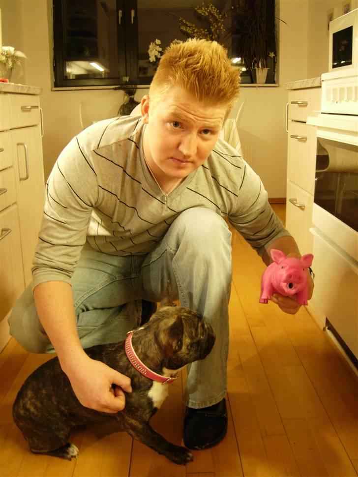 Fransk bulldog Berta - er den til mig  oink oink  billede 7