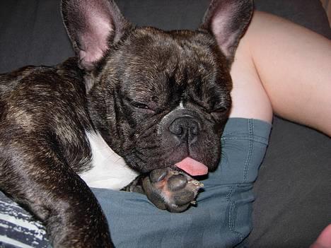 Fransk bulldog Berta - zzzz zzz zz billede 8