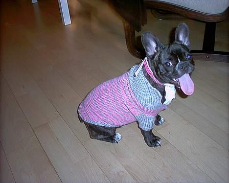 Fransk bulldog Berta - jeg hader mine forældre for dette  billede 9