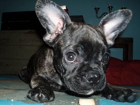 Fransk bulldog Lola - det er dejligt med en lille snack...godbidder SKAL bare spises på dette jordklode tæppe... det er reglen siger lola... billede 12