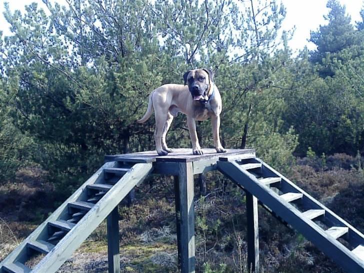 Boerboel Teglborg Ramses billede 1
