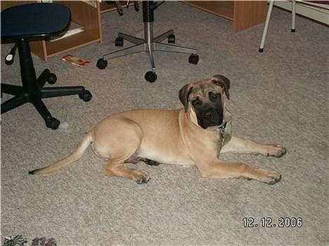Boerboel Teglborg Ramses billede 2