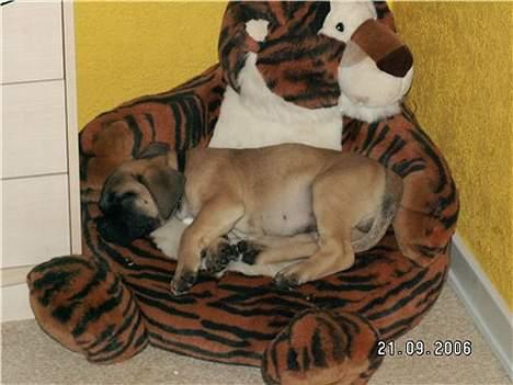 Boerboel Teglborg Ramses billede 3