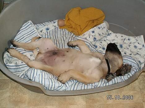 Boerboel Teglborg Ramses billede 4