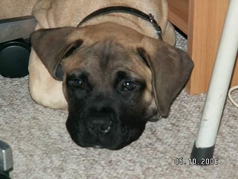 Boerboel Teglborg Ramses billede 5