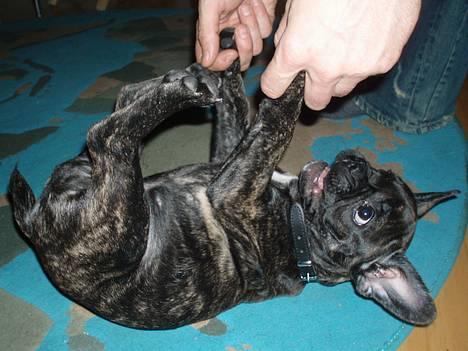 Fransk bulldog Lola - juhuuuuuu.... kild mig ...kild mig....woooooohooooooooooo billede 13