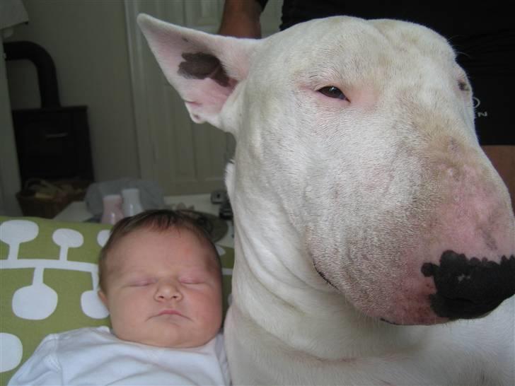 Bullterrier Brauners Hender (Eddie) (Himmelhund) - Eddie med "lillesøster" Luna billede 11