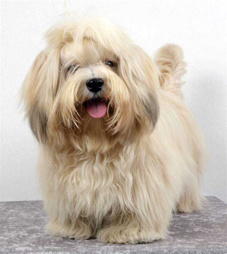 Bichon havanais Cloeérs Erika - Hej jeg hedder Erika billede 1