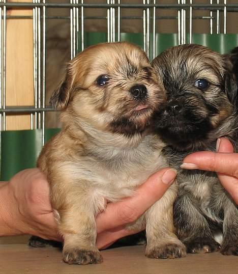 Bichon havanais Cloeérs Erika - Erika 6 uger gammel med hendes ene bror. billede 2