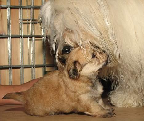 Bichon havanais Cloeérs Erika - Erika med hendes mor Gina. billede 3