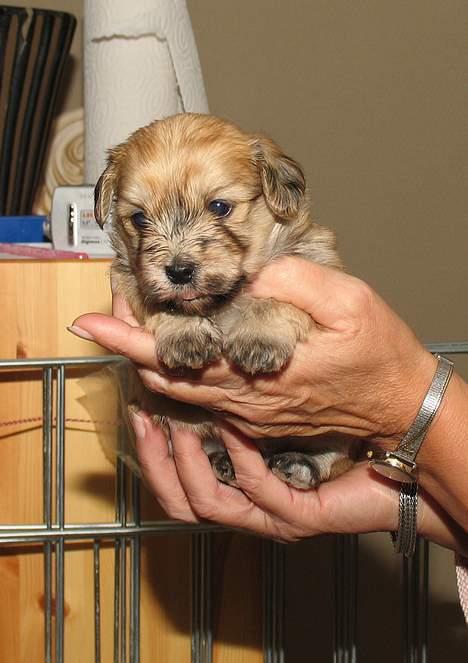 Bichon havanais Cloeérs Erika - Se er jeg ikke bare skøn? billede 4